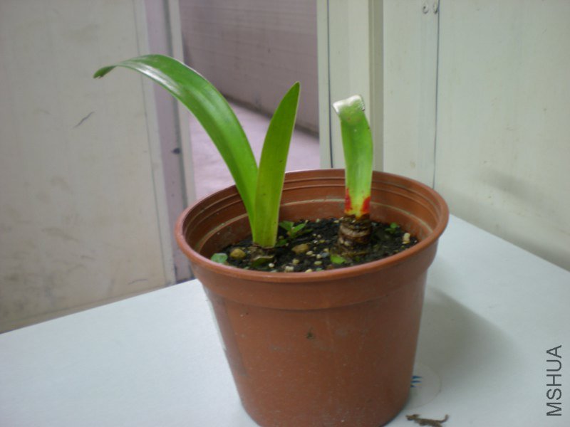 ��Ƭ2010�ɻ� 611_800x600.jpg