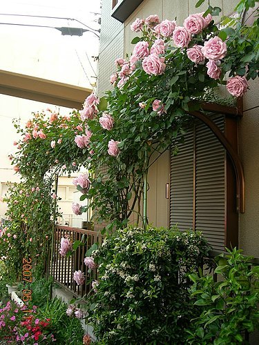 ap_20070511074245846.jpg
