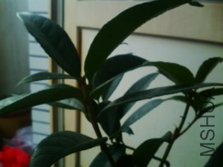 IMG0160A.jpg