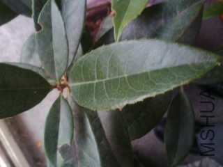 IMG0158A.jpg