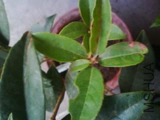 IMG0159A.jpg