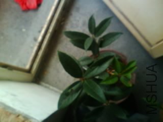 IMG0161A.jpg