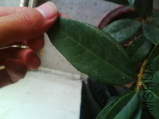 IMG0162A.jpg