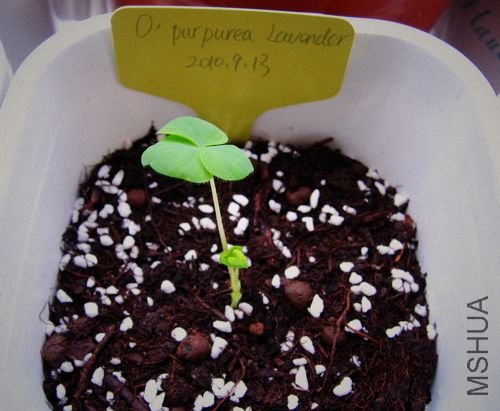 Purpurea Lavander1.jpg