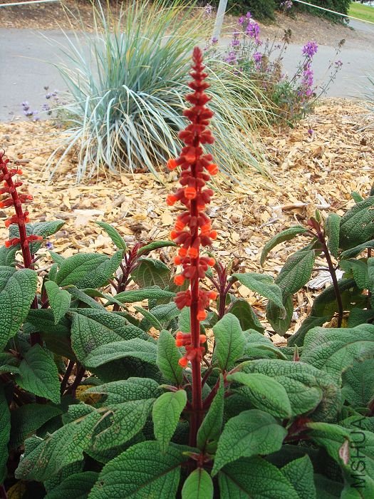 ���ο���β����Salvia confertifloraDSC01953.jpg