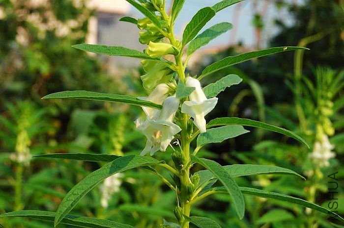DSC_00070007_1.JPG