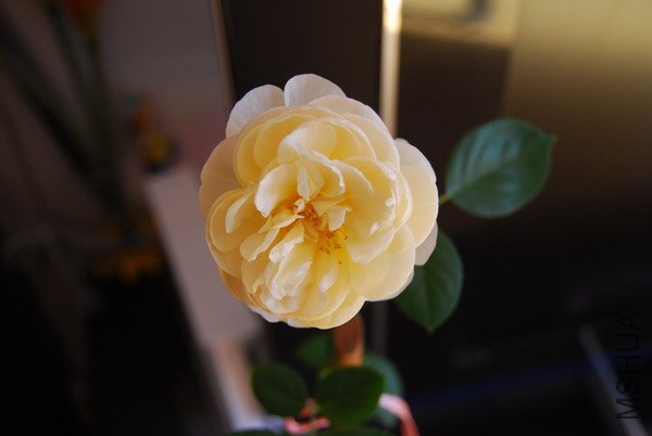 DSC_3722.JPG