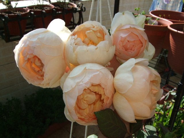 DSCF0128.JPG