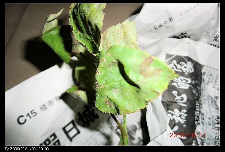 nEO_IMG_CIMG0941.jpg
