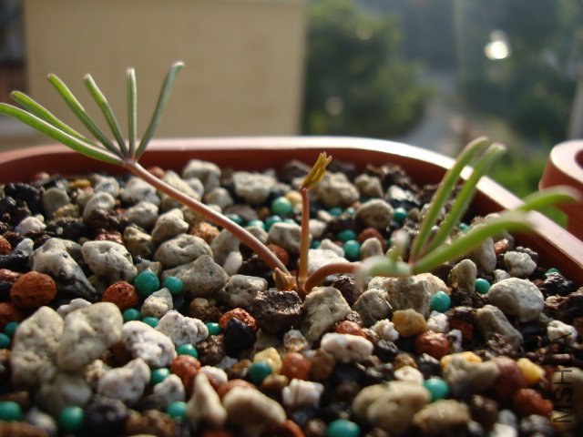 DSC03718.JPG