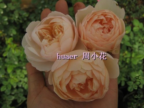 T26EVkXXdXXXXXXXXX_!!10511409.jpg