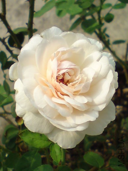 DSC00032.JPG