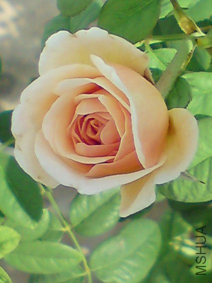 DSC00084.JPG