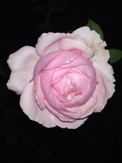 DSC00150.JPG
