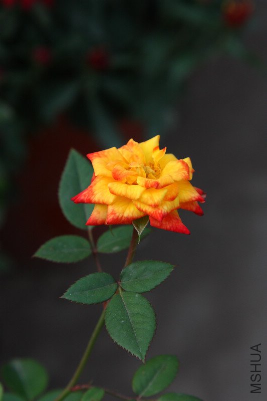nEO_IMG_DPP_0068.jpg