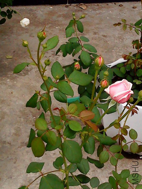 DSC02171.JPG