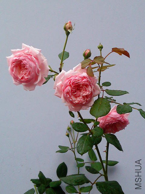 DSC02649.JPG
