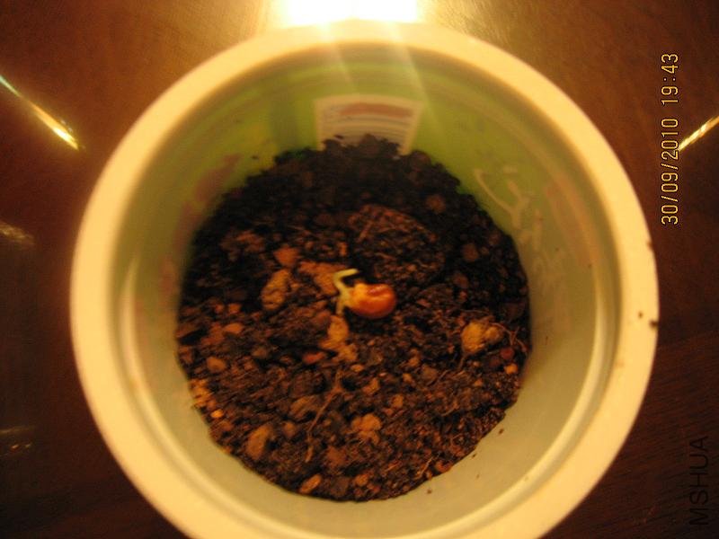 20100930 002.jpg