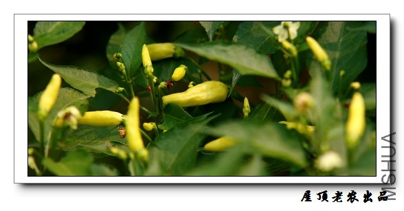 Ұɽ�������˹�ʵ