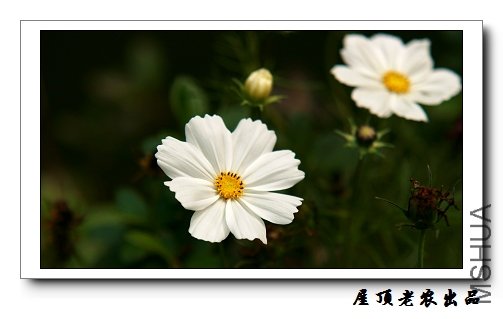 �����Ĳ�˹��