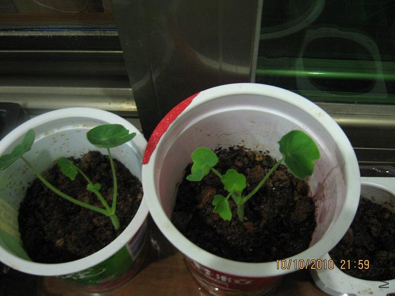 20101007 007.jpg