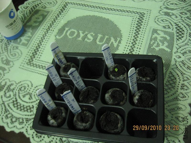 20100929 009.jpg