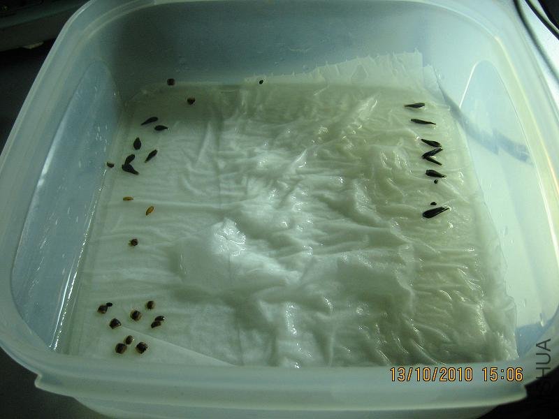20101013 017.jpg