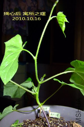 2010.10.16 Ԣ��֮�� ժ�ĺ�.jpg