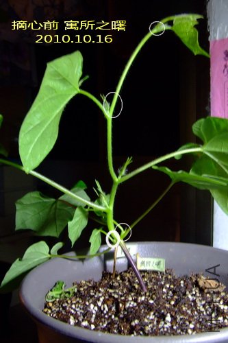 2010.10.16 Ԣ��֮�� ժ��ǰ.jpg