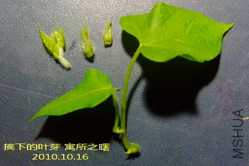 2010.10.16 Ԣ��֮�� ժ�µ�Ҷѿ.jpg