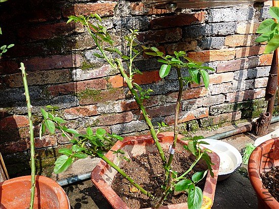 P1080630_����.jpg