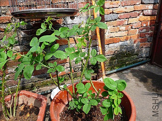 P1080629_����.jpg