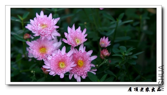 ȥ��������ľջ���һֱû������˭֪�������Ȼ͵͵����ǽ�ǿ�����