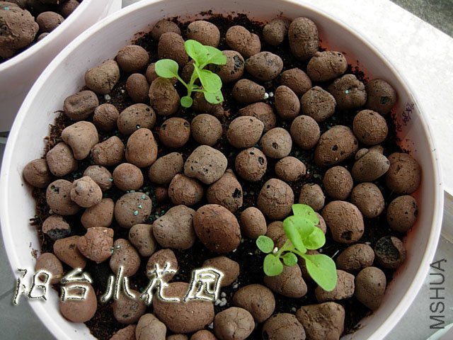 DSCN7594.JPG