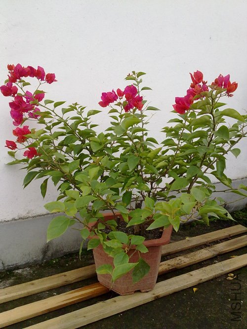 20101015198.jpg