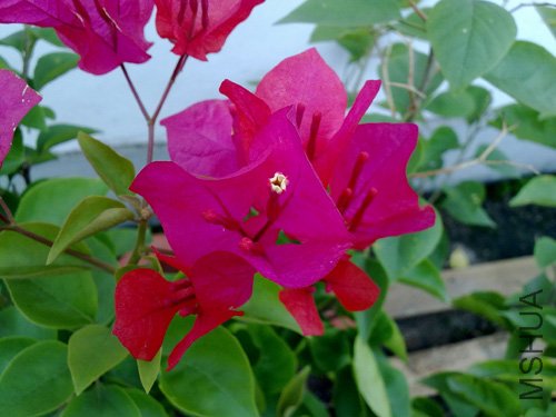 20101015195.jpg