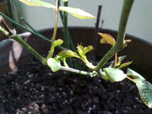 20101018210.jpg