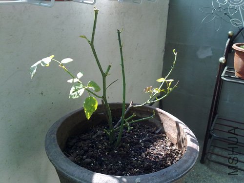 20101018207.jpg