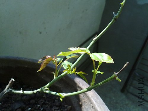 20101018208.jpg