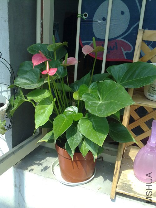 20101018214.jpg
