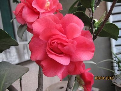 IMG_0802.JPG