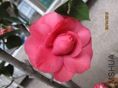 IMG_0803.JPG