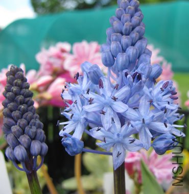 Scilla-litardei.jpg