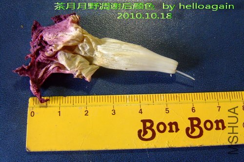 2010.10.18 ������Ұ��л����ɫ.jpg