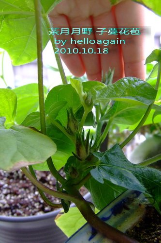 2010.10.18 ������Ұ ��������.jpg