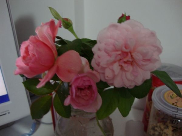 nEO_IMG_DSC00417.jpg
