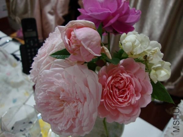 nEO_IMG_DSC00458.jpg