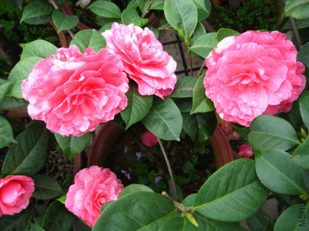 ��ɫ���˽� 3-22.jpg