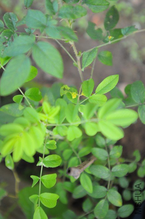 ���� õ��.jpg