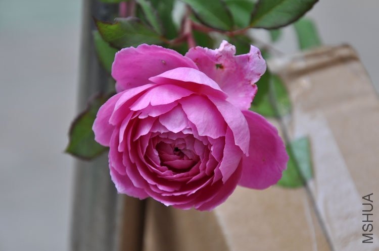 DSC_6391.JPG